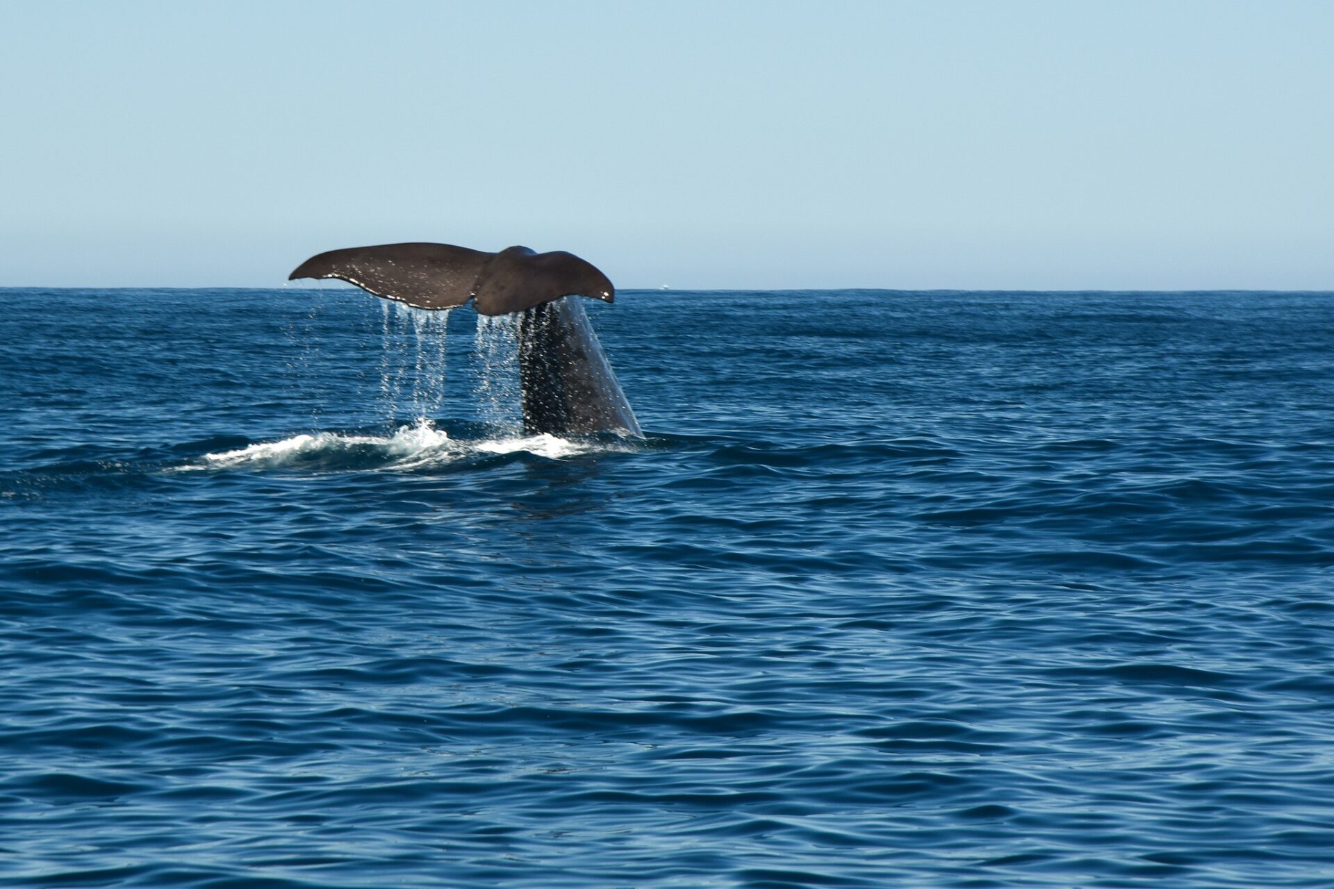 Kaikoura czyli wieloryby, foki i albatrosy